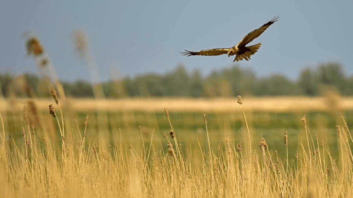Oostvaardersplassen Lelystad